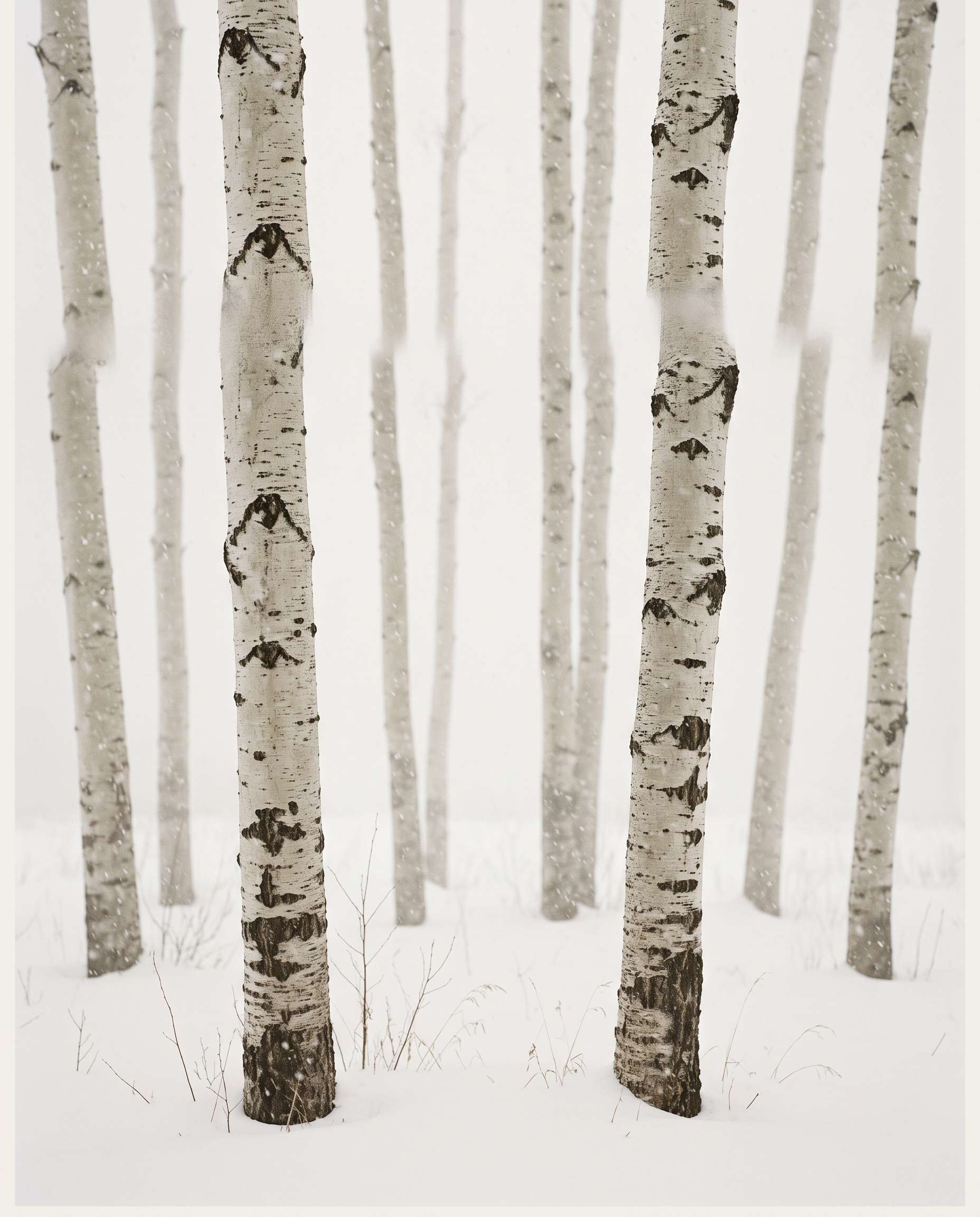 Birch trunks in close-up.
