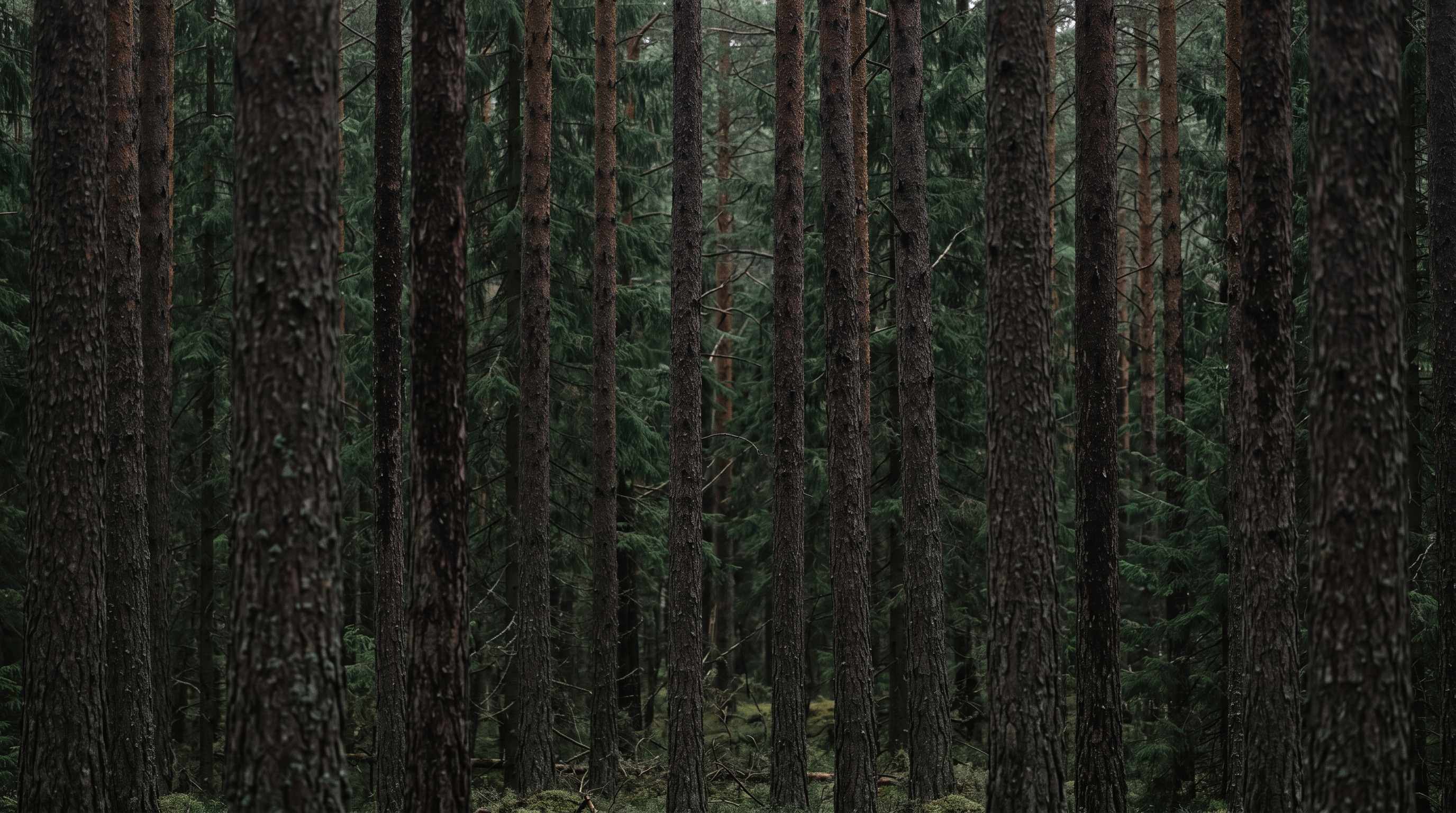 A dense spruce forest.